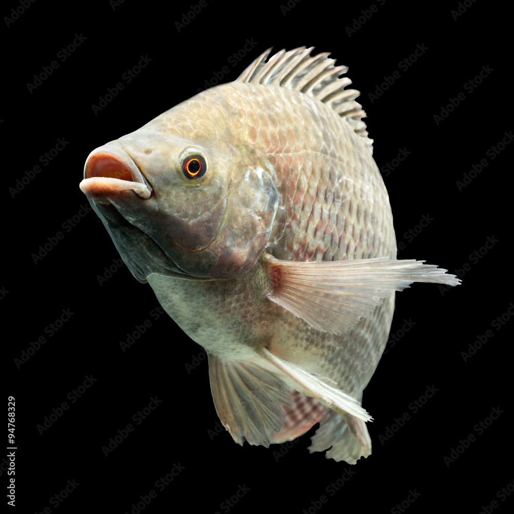 Naklejka premium Oreochromis Mossambicus Tilapia Fish