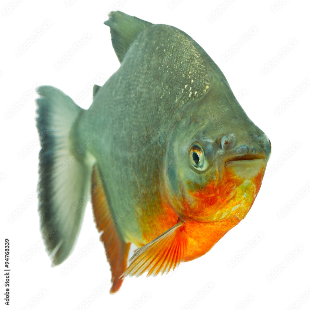 tambaqui pacu fish tambaqui fish isolated on white studio aquarium shot ...