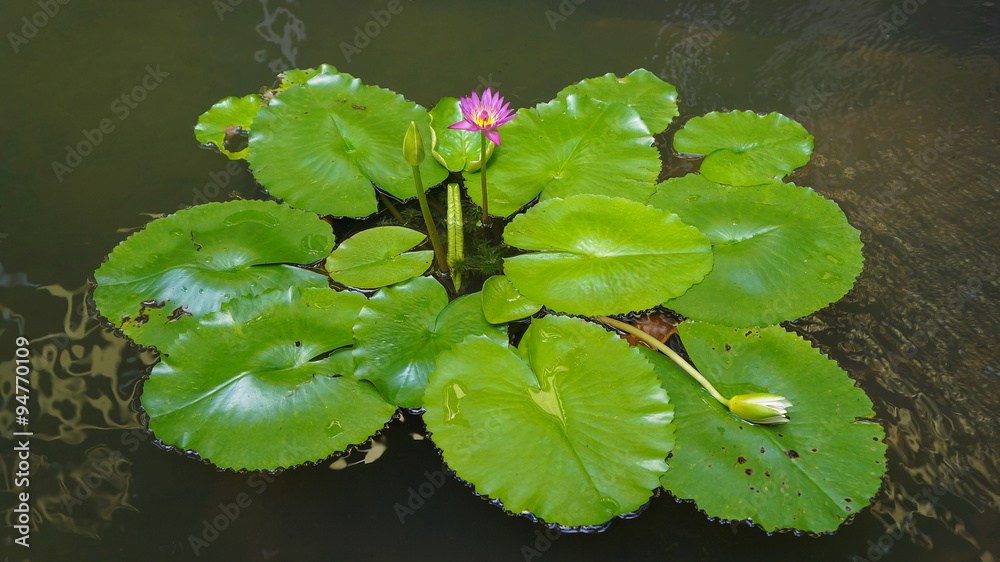 Lotus flower