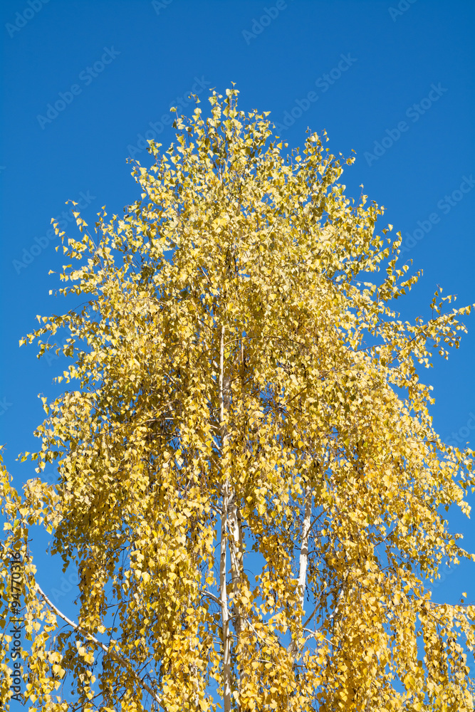 Yellow birch in autumn against blue sky