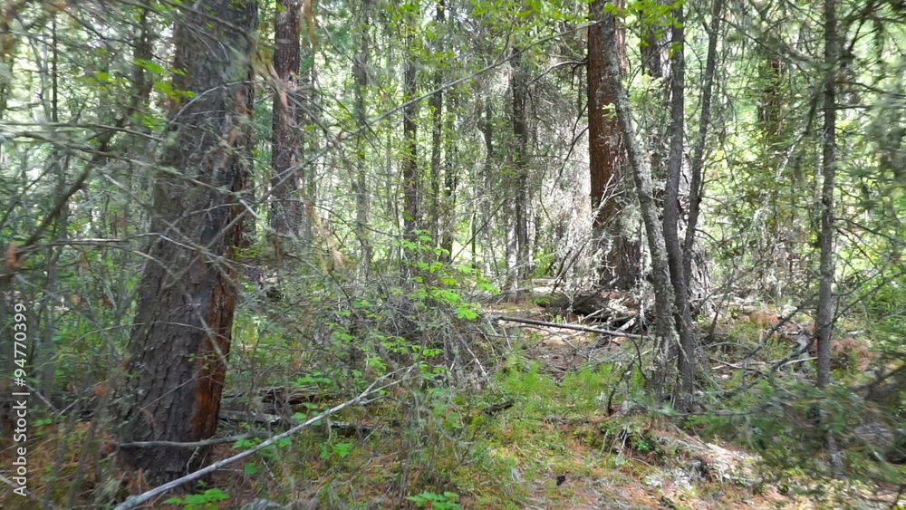 walking in taiga forest, Altai, Russia
walking in taiga forest, Altai, Russia