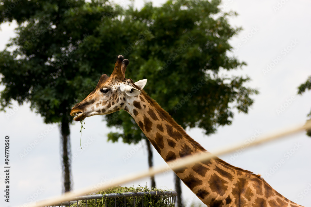 Obraz premium Lateral view giraffe eating