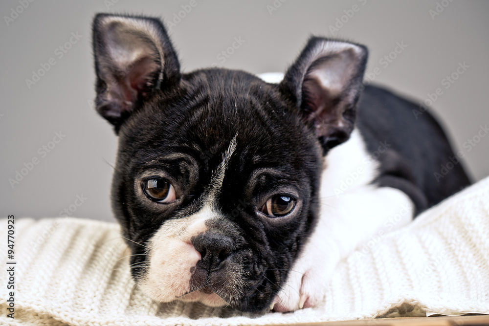 Boston Terrier Puppy