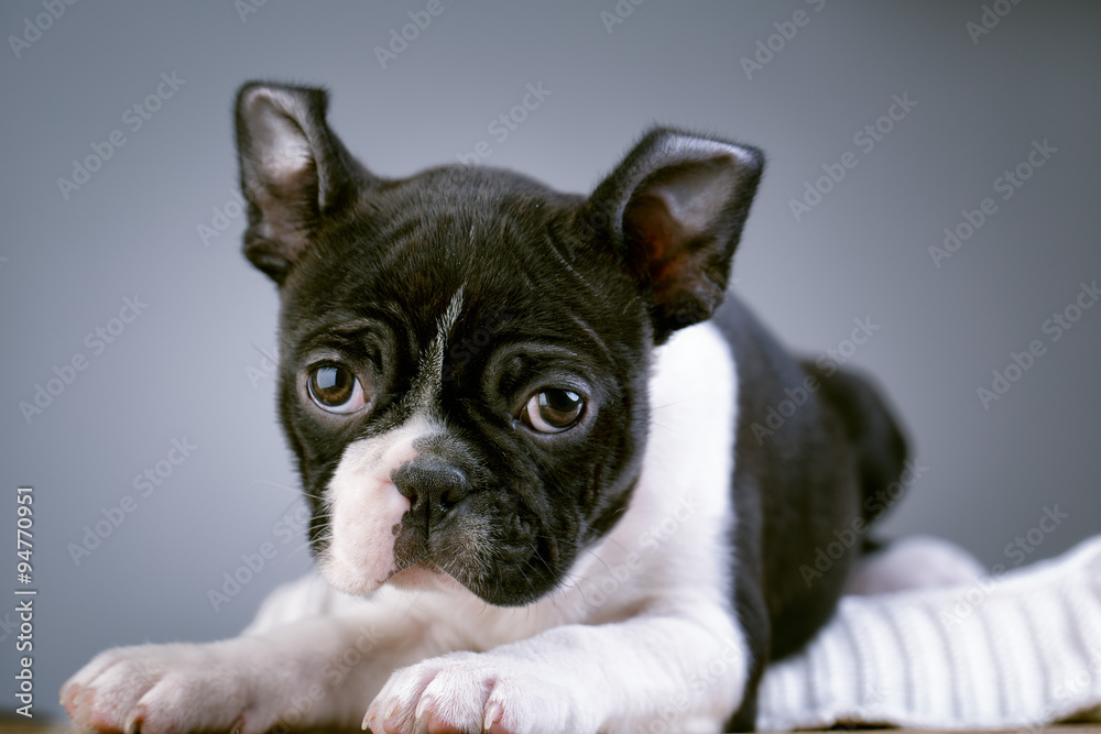 Boston Terrier Puppy