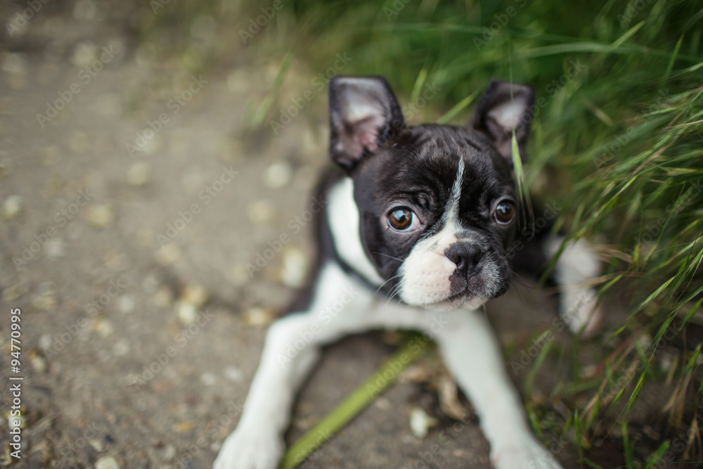 Boston Terrier Puppy Boston Terrier Puppy