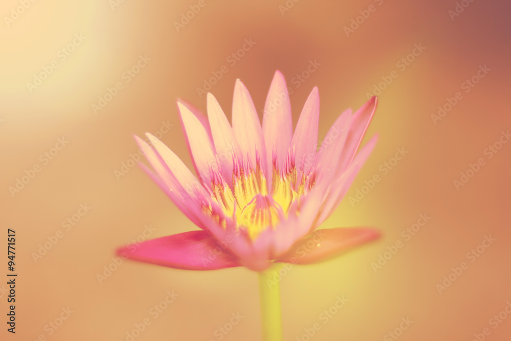 Retro of Pink lotus flower