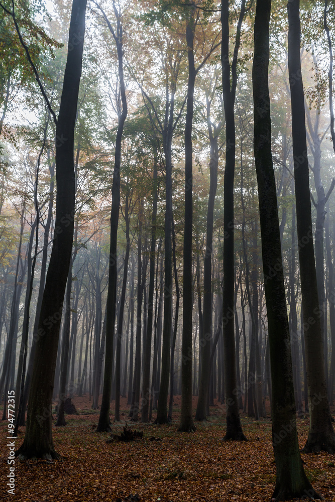 Obraz premium Geisterwald