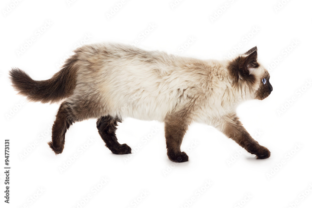 Kitten on a white background Kitten on a white background