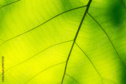 leafs texture