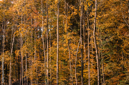 Herbst Wald Bäume