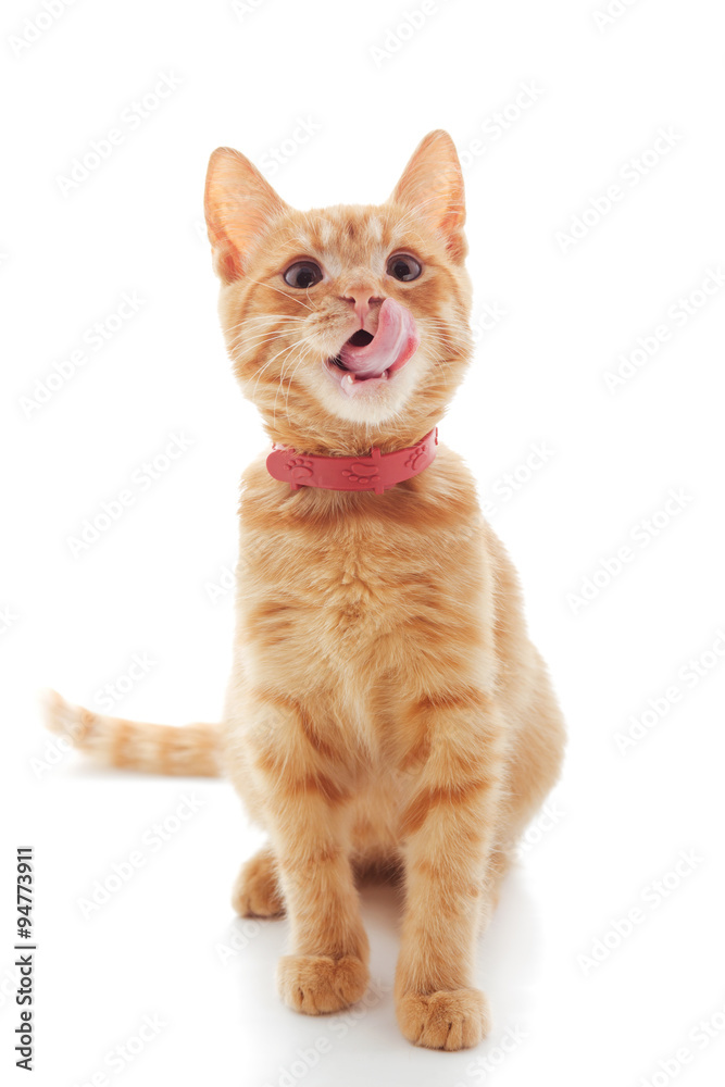 Cute ginger kitten Cute ginger kitten