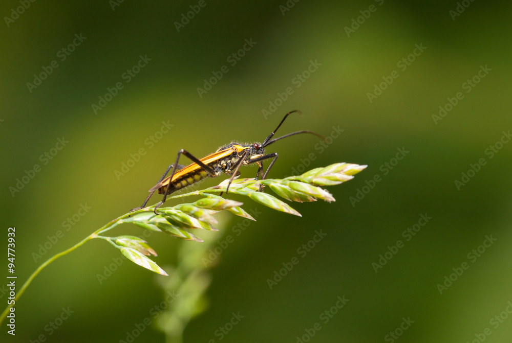 Fototapeta premium bug resting on grass