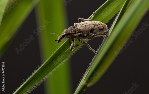 Pest beetle on cereal blades