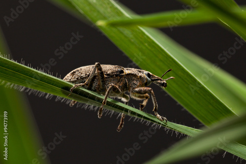 Pest snout beetle on cereal blade © abet