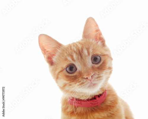 Fototapeta Naklejka Na Ścianę i Meble -  Cute ginger kitten