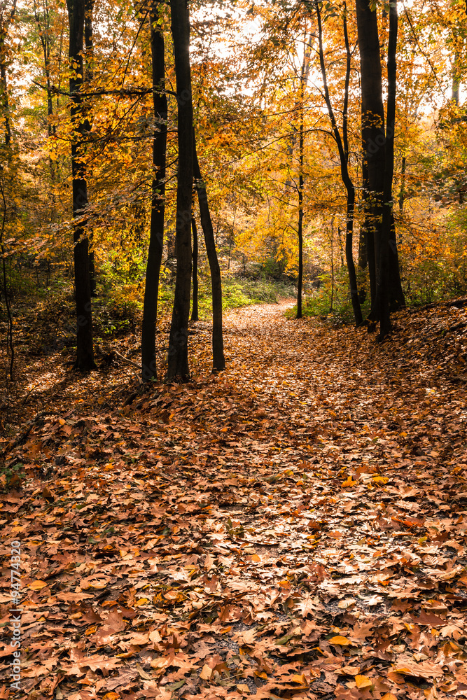 Obraz premium Bäume Herbst