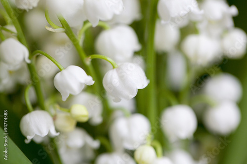 Flower lily of the valley  