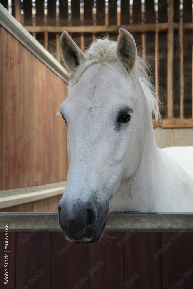 A Beautiful White Horse in its Stable Box. - obrazy, fototapety, plakaty 
