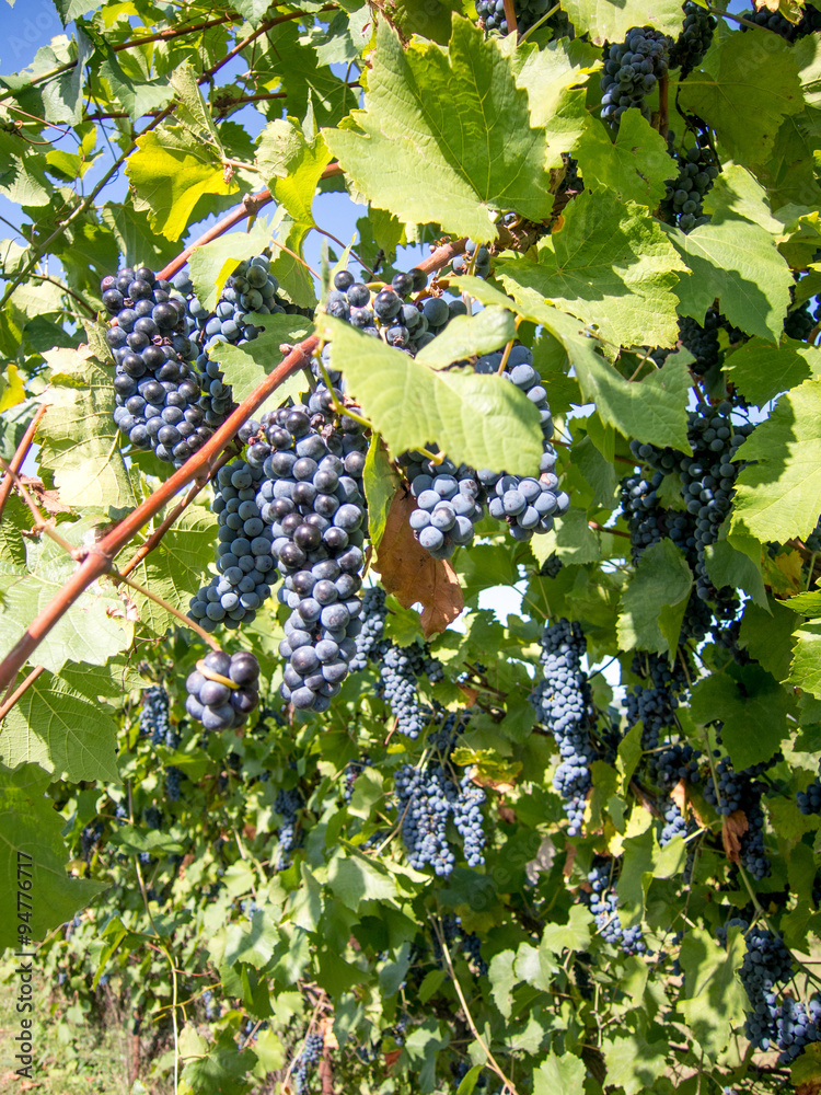 bunches of ripe grapes hanging in vineyard