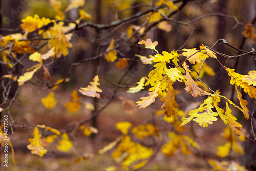 autumn forest