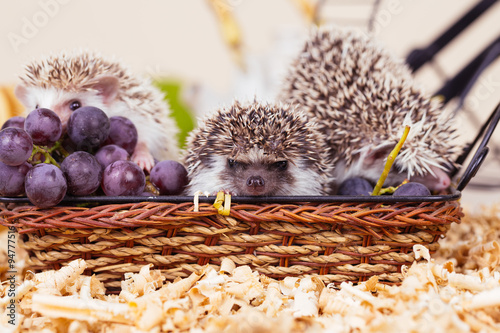 African pygmy hedgehog babies in a wooden basket.