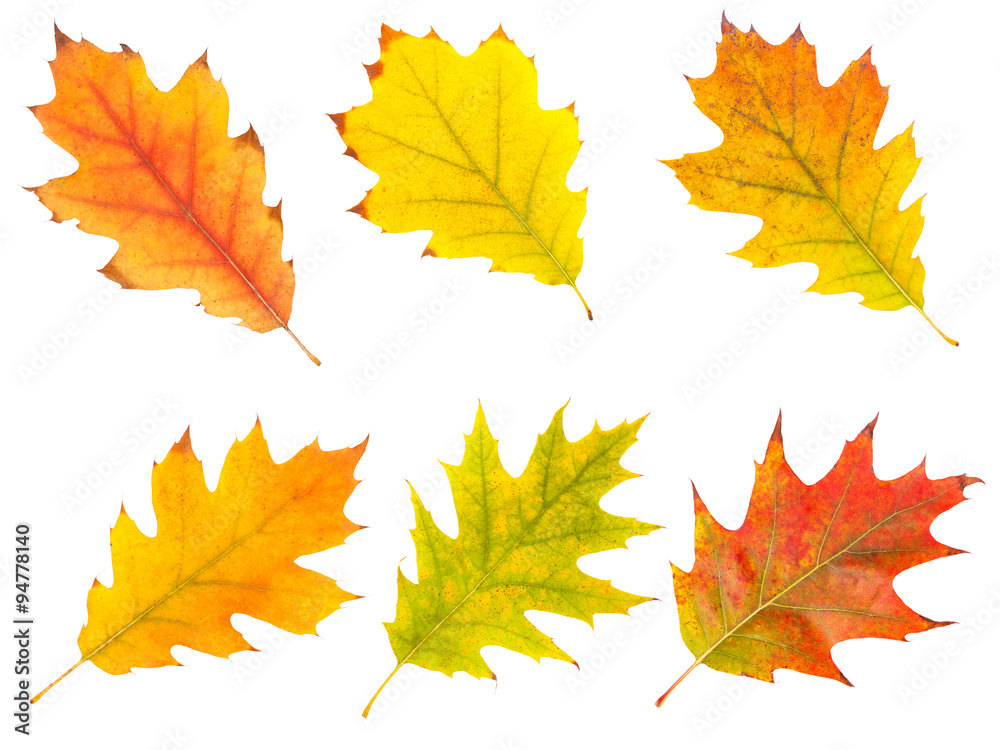 Fototapeta premium collection beautiful colorful autumn leaves isolated on white background