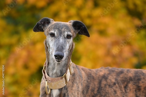 Galgo Espanol
