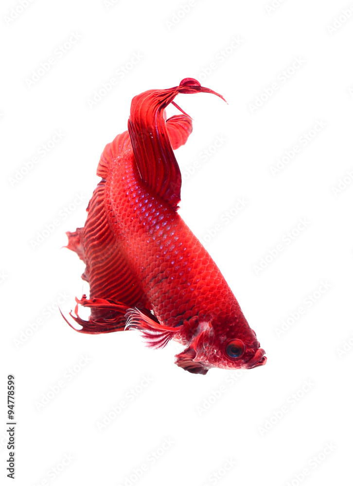 Fototapeta siamese fighting fish , betta on white background.(Thailand)