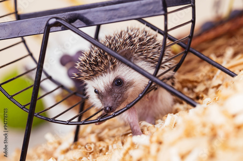 African pygmy hedgehog baby playing with a pet wheel.