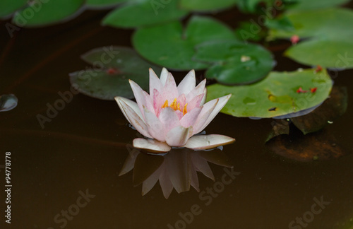 water lily  blooming