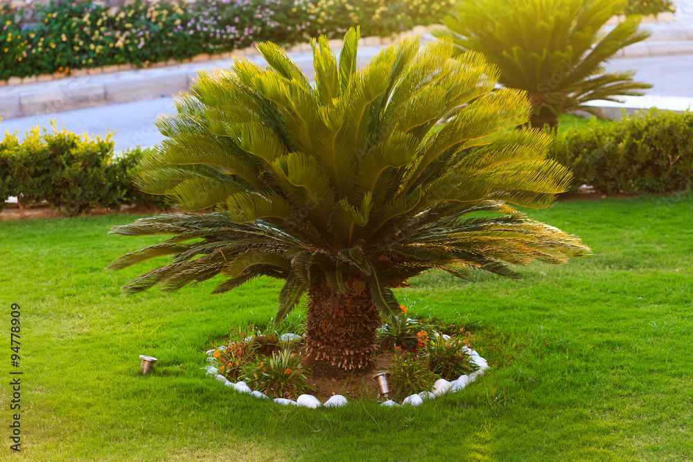 Obraz premium Good looking sago palm trees growing in backyard