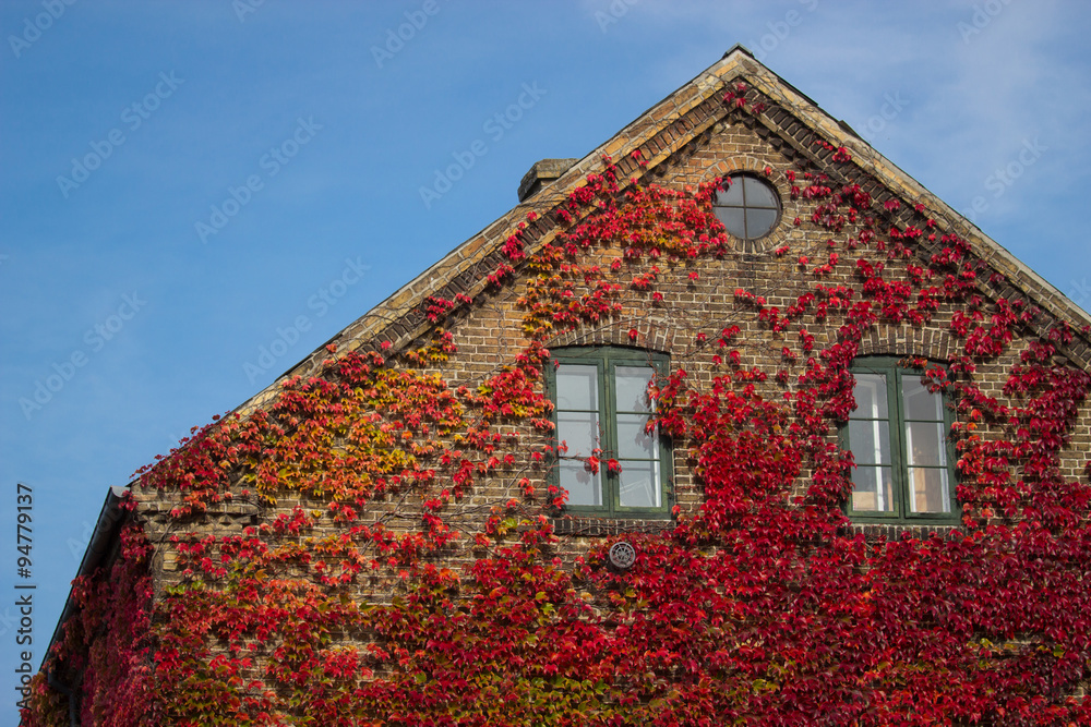 Red leaves of wild grapes on the windows of the house