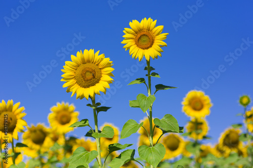 Fototapeta Naklejka Na Ścianę i Meble -  sunflower