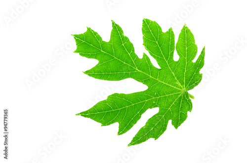 Papaya leaves color green. Isolated with a white background