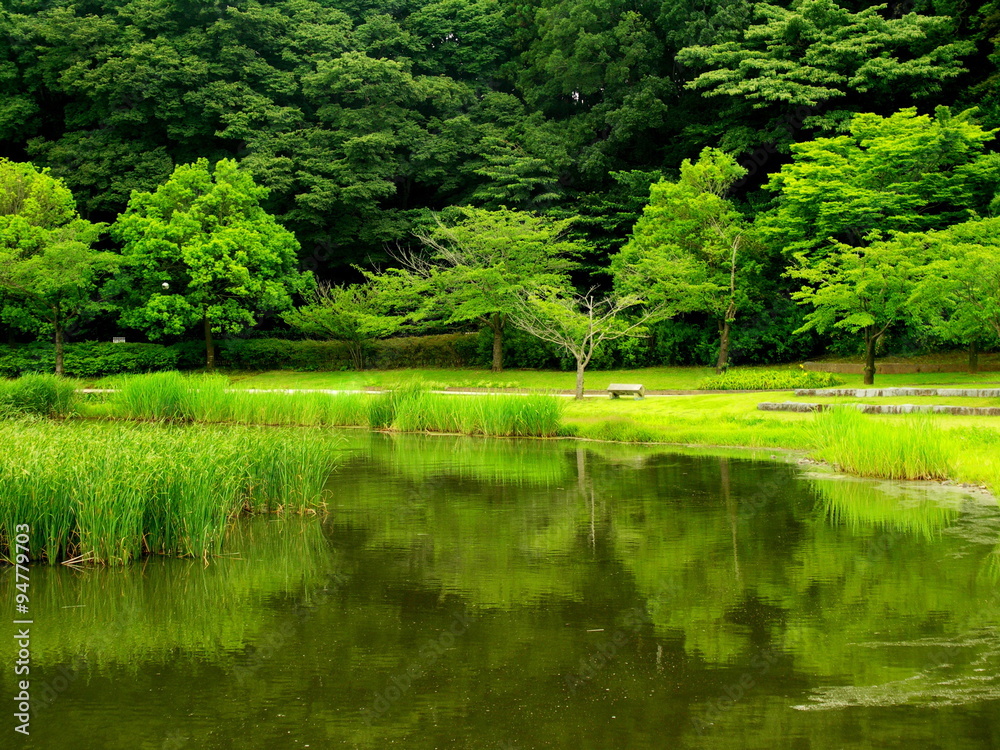 新緑の公園 新緑の公園