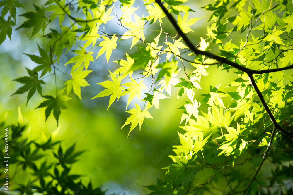 緑のもみじ 緑のもみじ