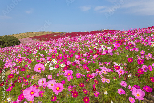 ピンクのコスモス（秋桜）