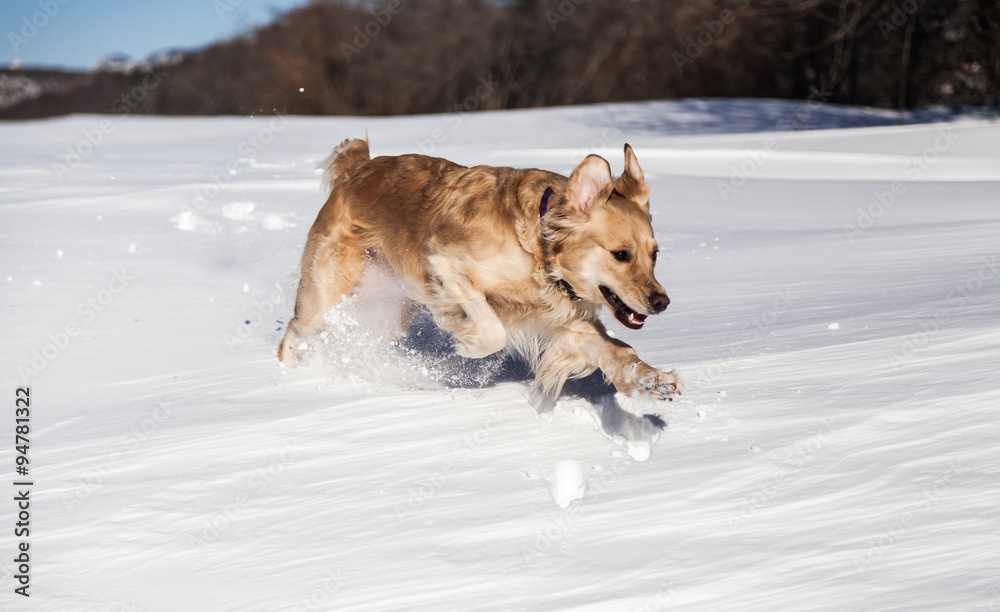 Labrador retriever dog playing in snow in the winter outdoors 