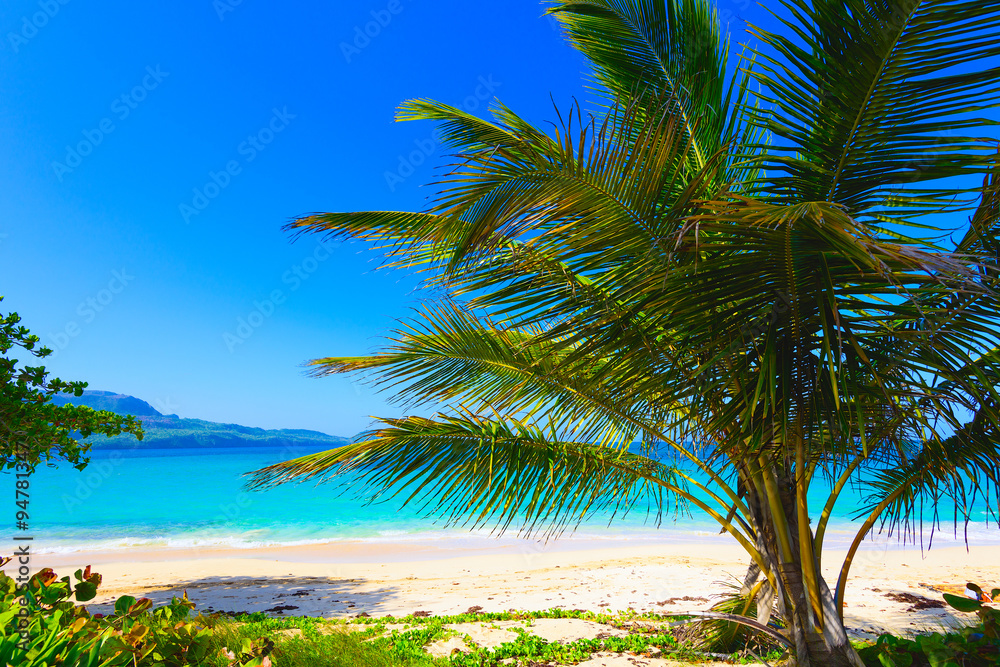 Fototapeta premium Palm Ocean Sky