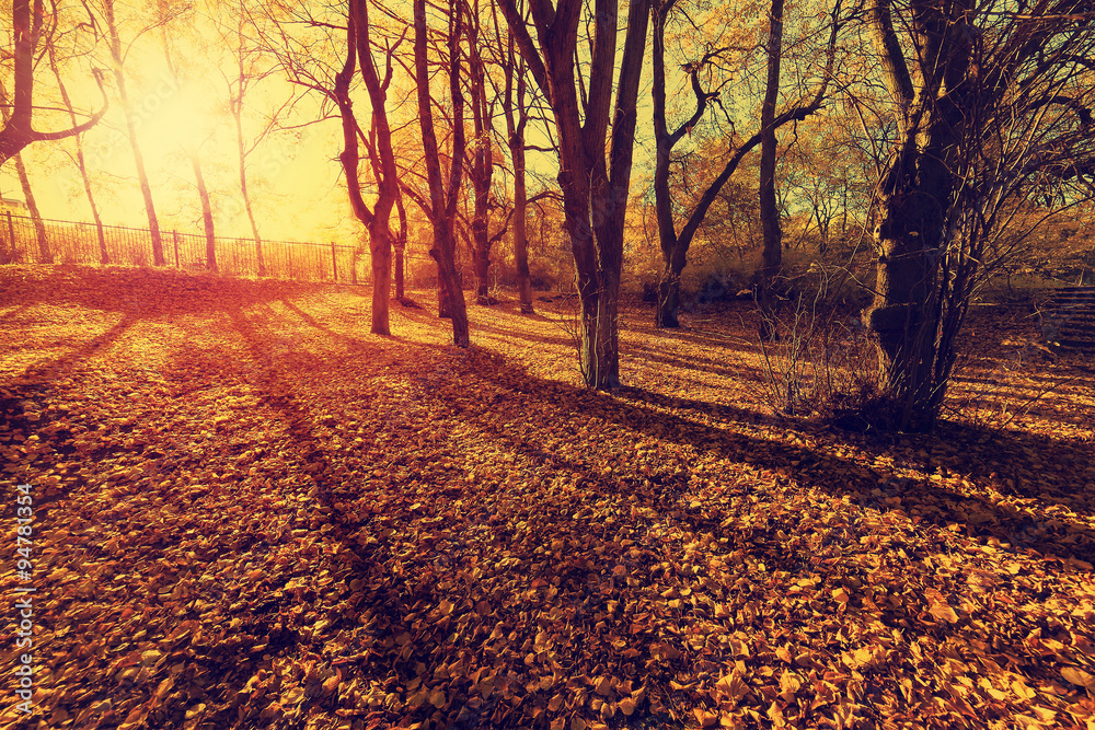 Sunset in autumn forest.  Beautiful nature background