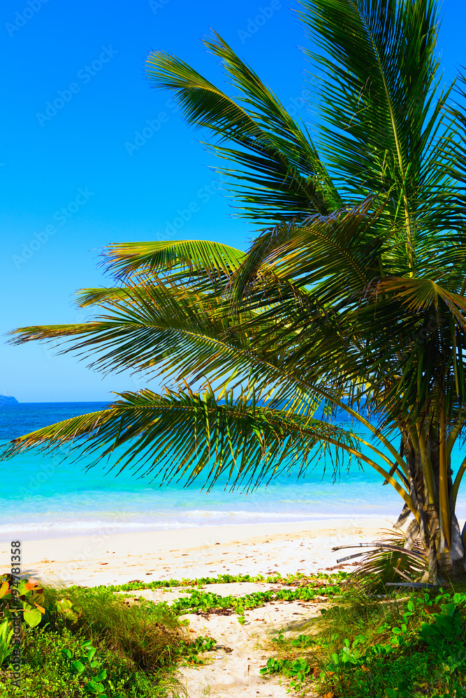 Fototapeta premium Palm Ocean Sky