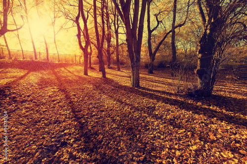 Sunset in autumn forest. Beautiful nature background