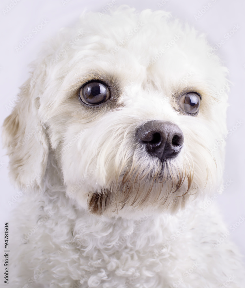 Cavapoo Toy Dog Cavapoo Toy Dog
