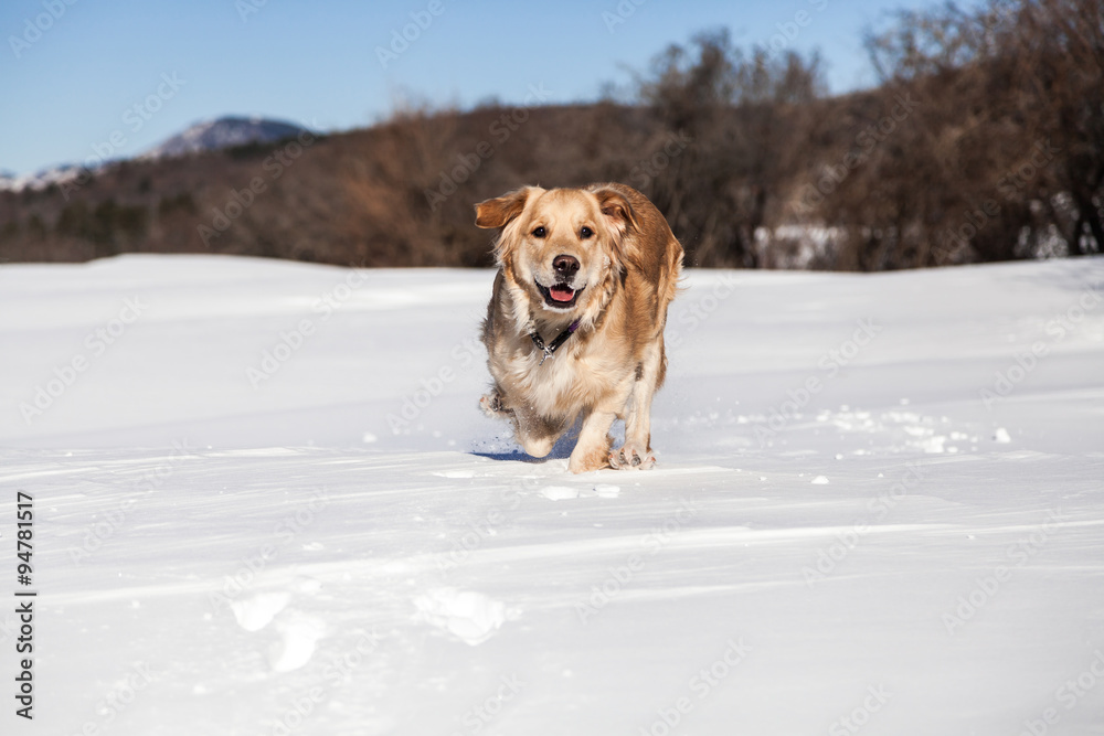 Labrador retriever dog playing in snow in the winter outdoors Labrador retriever dog playing in snow in the winter outdoors
