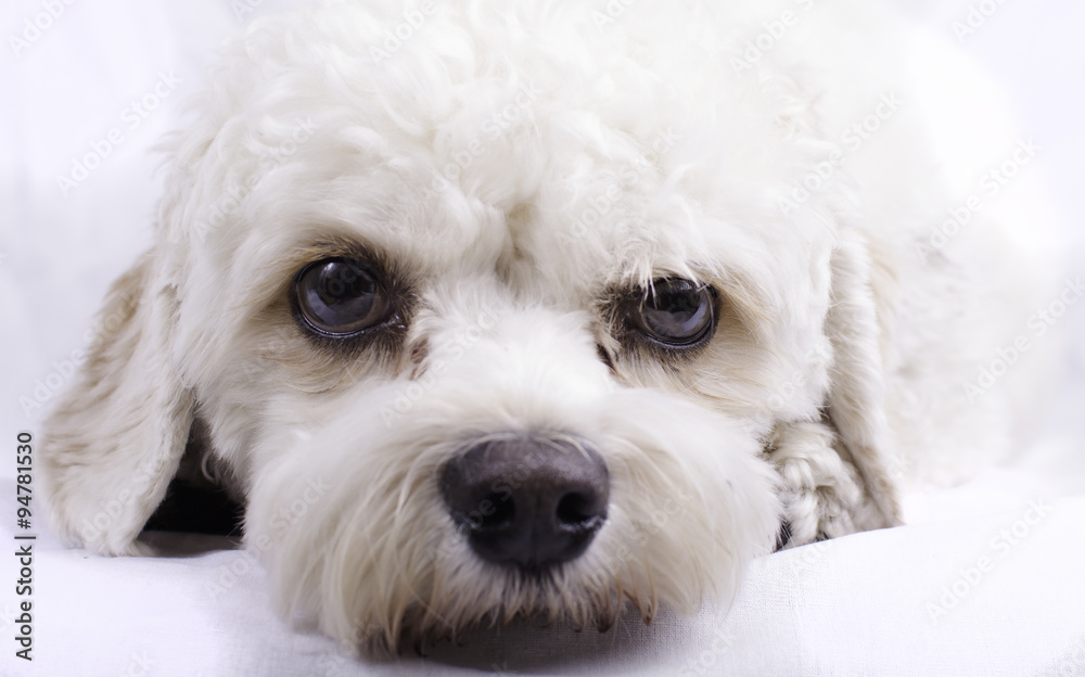 Cavapoo Toy Dog Cavapoo Toy Dog
