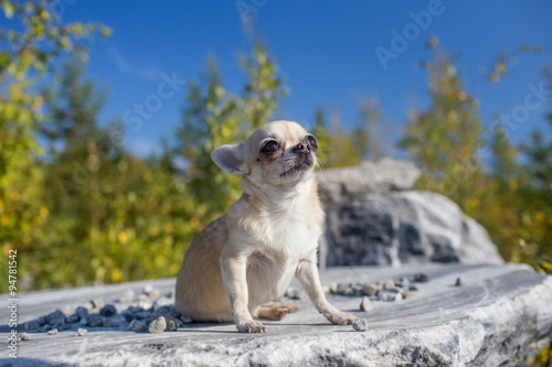 chihuahua puppy sitting outdoors © xan844