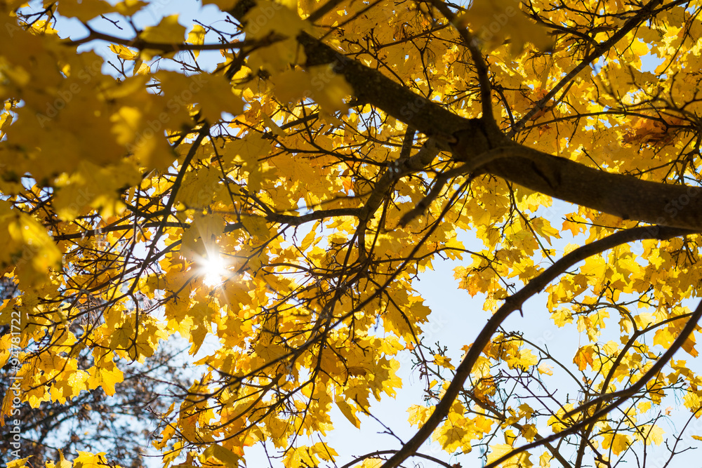 Sonne leuchtet im Herbst durch Laubbaum Sonne leuchtet im Herbst durch Laubbaum