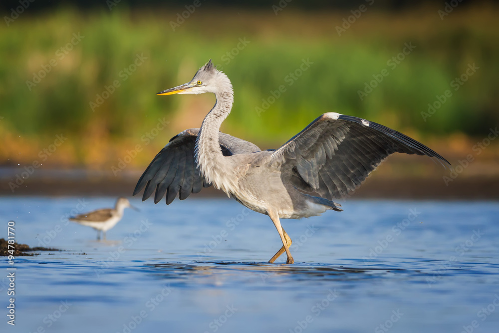 Fototapeta premium The Grey Heron