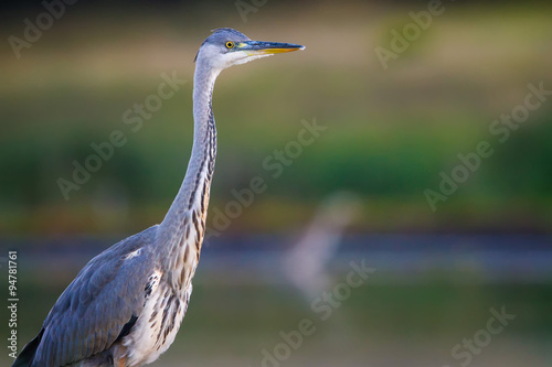 Tablou pe pânză The Grey heron close up