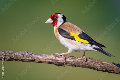 Obraz na plátně The Goldfinch
